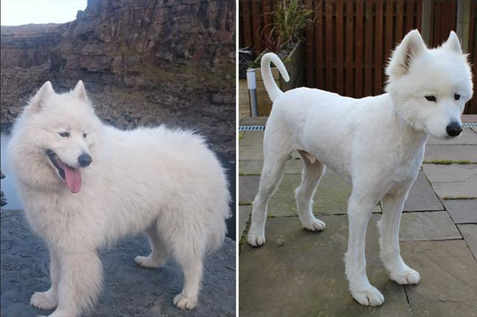 pies przed i po trymowaniu
