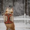 <strong>Jak ubrać psa na zimę? O czym warto pamiętać?</strong>